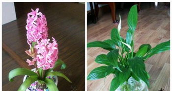 杭州植物租赁与花卉服务 一站式解决方案