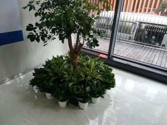 杭州绿植租摆 为酒店与写字楼增添自然之美，鲜花绿植配送服务解析