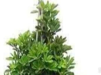 天津花卉租赁市场探秘 绿意盎然的商机与生活美学