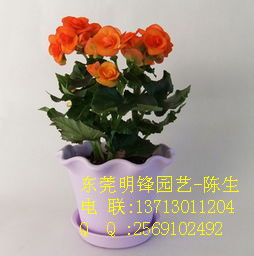 东莞花卉租赁新选择 玫瑰海棠与丽格海棠的绿意美学