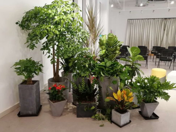 北京海淀会议桌花租摆与绿植养护服务 赋能写字楼生态办公新体验