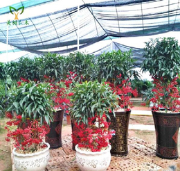 办公室花卉租赁-东湖高新花卉租赁-美树花木